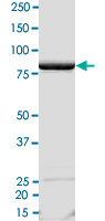 2 &mu;g/lane SDS-PAGE Stained with Coomassie Blue